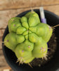 #EC10 EXACT Trichocereus Pachanoi Monstrose 9" Cactus Plant