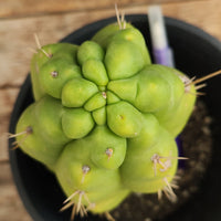 #EC10 EXACT Trichocereus Pachanoi Monstrose 9" Cactus Plant