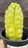 #EC10 EXACT Trichocereus Pachanoi Monstrose 9" Cactus Plant