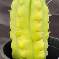 #EC10 EXACT Trichocereus Pachanoi Monstrose 9" Cactus Plant