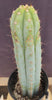 #EC100 EXACT Trichocereus Peruvianus TSSBP Cactus 16" Plant 