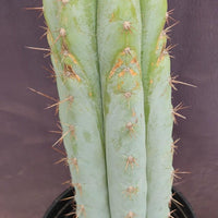 #EC100 EXACT Trichocereus Peruvianus TSSBP Cactus 16" Plant 