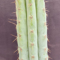 #EC100 EXACT Trichocereus Peruvianus TSSBP Cactus 16" Plant 