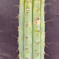 #EC100 EXACT Trichocereus Peruvianus TSSBP Cactus 16" Plant 