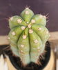 #EC100 EXACT Trichocereus Peruvianus TSSBP Cactus 16" Plant 