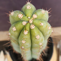 #EC100 EXACT Trichocereus Peruvianus TSSBP Cactus 16" Plant 