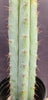 #EC100 EXACT Trichocereus Peruvianus TSSBP Cactus 16" Plant 