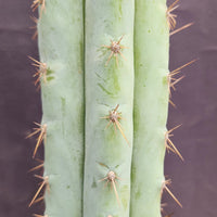 #EC100 EXACT Trichocereus Peruvianus TSSBP Cactus 16" Plant 