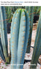 #EC100 EXACT Trichocereus Peruvianus TSSBP Cactus 16" Plant