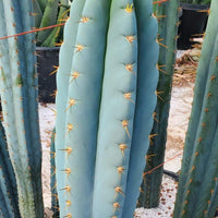 #EC100 EXACT Trichocereus Peruvianus TSSBP Cactus 16" Plant