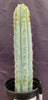 #EC100 EXACT Trichocereus Peruvianus TSSBP Cactus 16" Plant 