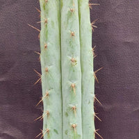 #EC100 EXACT Trichocereus Peruvianus TSSBP Cactus 16" Plant 