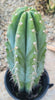 #EC102 EXACT Trichocereus Peruvianus TSSBP Cactus 14” Plant