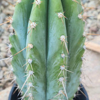 #EC102 EXACT Trichocereus Peruvianus TSSBP Cactus 14” Plant