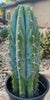 #EC102 EXACT Trichocereus Peruvianus TSSBP Cactus 14” Plant