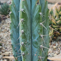 #EC102 EXACT Trichocereus Peruvianus TSSBP Cactus 14” Plant