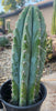 #EC102 EXACT Trichocereus Peruvianus TSSBP Cactus 14” Plant