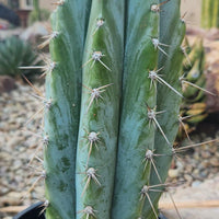 #EC102 EXACT Trichocereus Peruvianus TSSBP Cactus 14” Plant