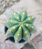 #EC102 EXACT Trichocereus Peruvianus TSSBP Cactus 14” Plant