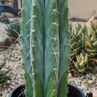 #EC102 EXACT Trichocereus Peruvianus TSSBP Cactus 14” Plant