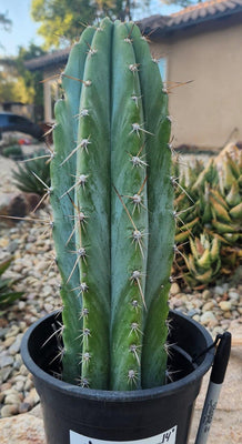 #EC102 EXACT Trichocereus Peruvianus TSSBP Cactus 14” Plant