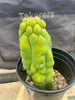 #EC105 EXACT Trichocereus Pachanoi Monstrose TPM Ornamental Cactus Plant 9"