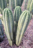 #EC106 EXACT Trichocereus Pachanoi Skip/CG Campground Cactus Cutting