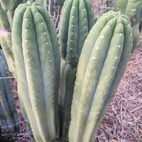 #EC106 EXACT Trichocereus Pachanoi Skip/CG Campground Cactus Cutting