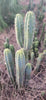 #EC106 EXACT Trichocereus Pachanoi Skip/CG Campground Cactus Cutting