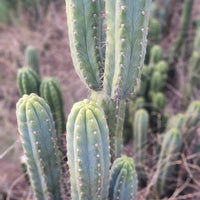 #EC106 EXACT Trichocereus Pachanoi Skip/CG Campground Cactus Cutting