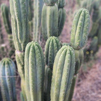 #EC106 EXACT Trichocereus Pachanoi Skip/CG Campground Cactus Cutting