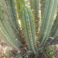 #EC107 EXACT Trichocereus Bridgesoid "SunSpine" Cactus Cutting Plant