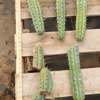 #EC107 EXACT Trichocereus Bridgesoid "SunSpine" Cactus Cutting Plant