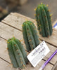 #EC107 EXACT Trichocereus Bridgesoid "SunSpine" Cactus Cutting Plant