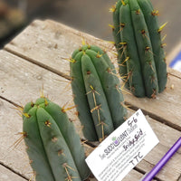 #EC107 EXACT Trichocereus Bridgesoid "SunSpine" Cactus Cutting Plant