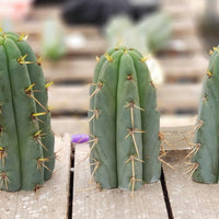 #EC107 EXACT Trichocereus Bridgesoid "SunSpine" Cactus Cutting Plant