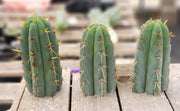 #EC107 EXACT Trichocereus Bridgesoid "SunSpine" Cactus Cutting Plant