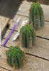 #EC107 EXACT Trichocereus Bridgesoid "SunSpine" Cactus Cutting Plant