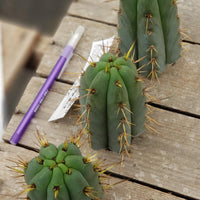 #EC107 EXACT Trichocereus Bridgesoid "SunSpine" Cactus Cutting Plant