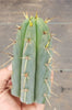 #EC107 EXACT Trichocereus Bridgesoid "SunSpine" Cactus Cutting Plant