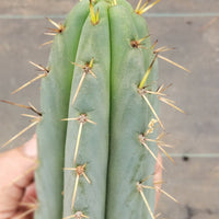 #EC107 EXACT Trichocereus Bridgesoid "SunSpine" Cactus Cutting Plant