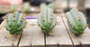 #EC107 EXACT Trichocereus Bridgesoid "SunSpine" Cactus Cutting Plant