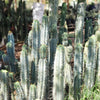 #EC107 EXACT Trichocereus Bridgesoid "SunSpine" Cactus Cutting Plant