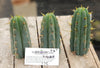 #EC107 EXACT Trichocereus Bridgesoid "SunSpine" Cactus Cutting Plant