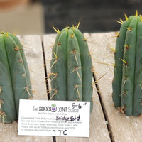 #EC107 EXACT Trichocereus Bridgesoid "SunSpine" Cactus Cutting Plant