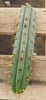 #EC107 EXACT Trichocereus Bridgesoid "SunSpine" Cactus Cutting Plant