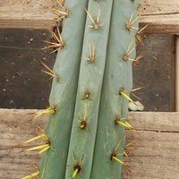 #EC107 EXACT Trichocereus Bridgesoid "SunSpine" Cactus Cutting Plant