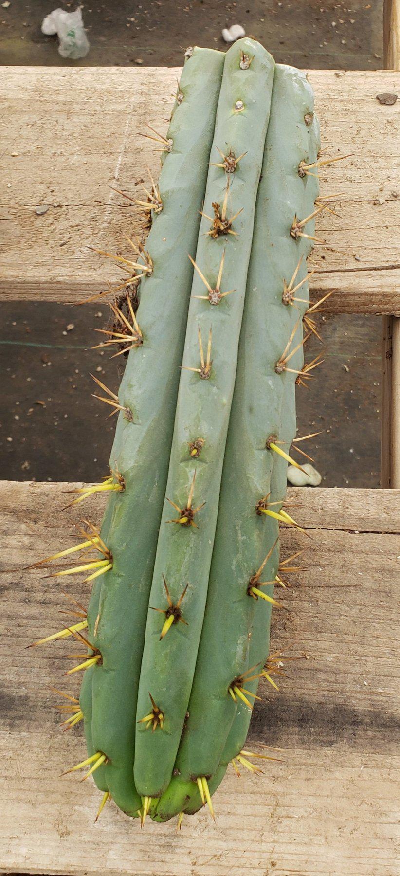 #EC107 EXACT Trichocereus Bridgesoid "SunSpine" Cactus Cutting Plant