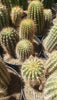 #EC111 EXACT Trichocereus Grandiflorus Ornamental 8" Cactus Potted Plant