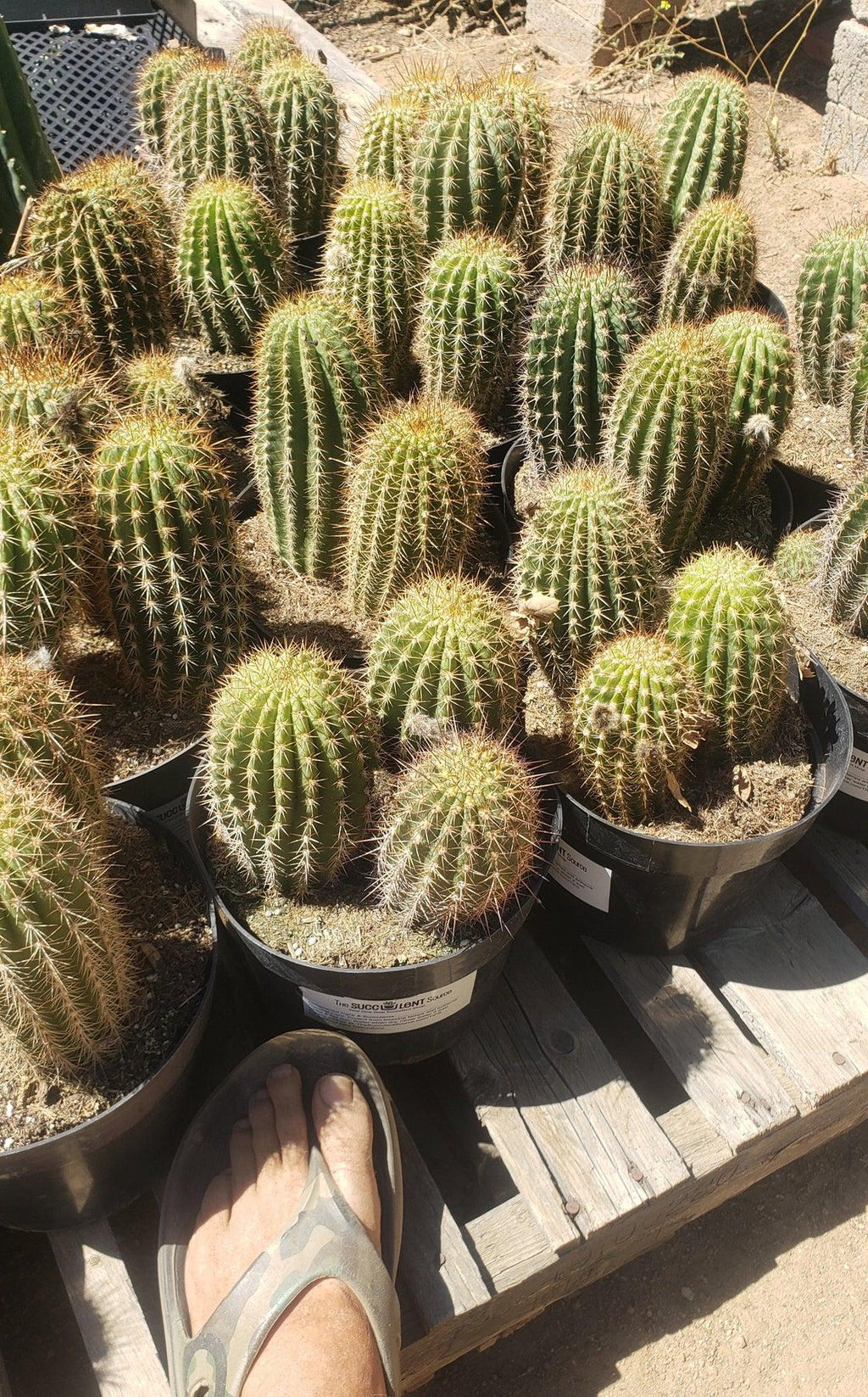 #EC111 EXACT Trichocereus Grandiflorus Ornamental 8" Cactus Potted Plant